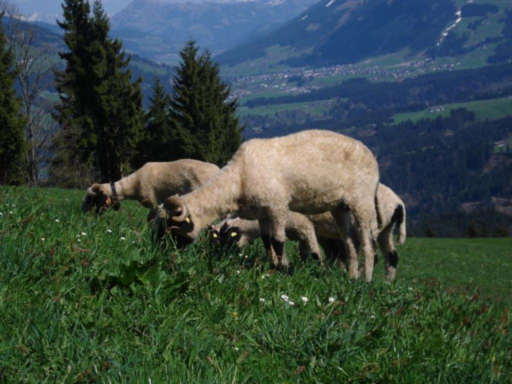 Biobauernhof Fleckl Villa Hopfgarten im Brixental Buitenkant foto